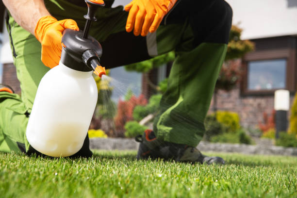 Best Termite Control Services  in Momence, IL