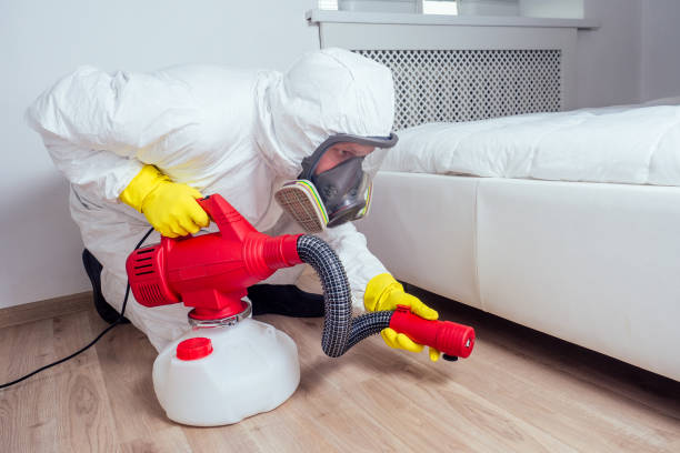 Best Wasp Removal Services  in Momence, IL