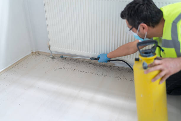 Best Ant Control Services  in Momence, IL